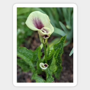 Calla Lilies Photographic Image Sticker